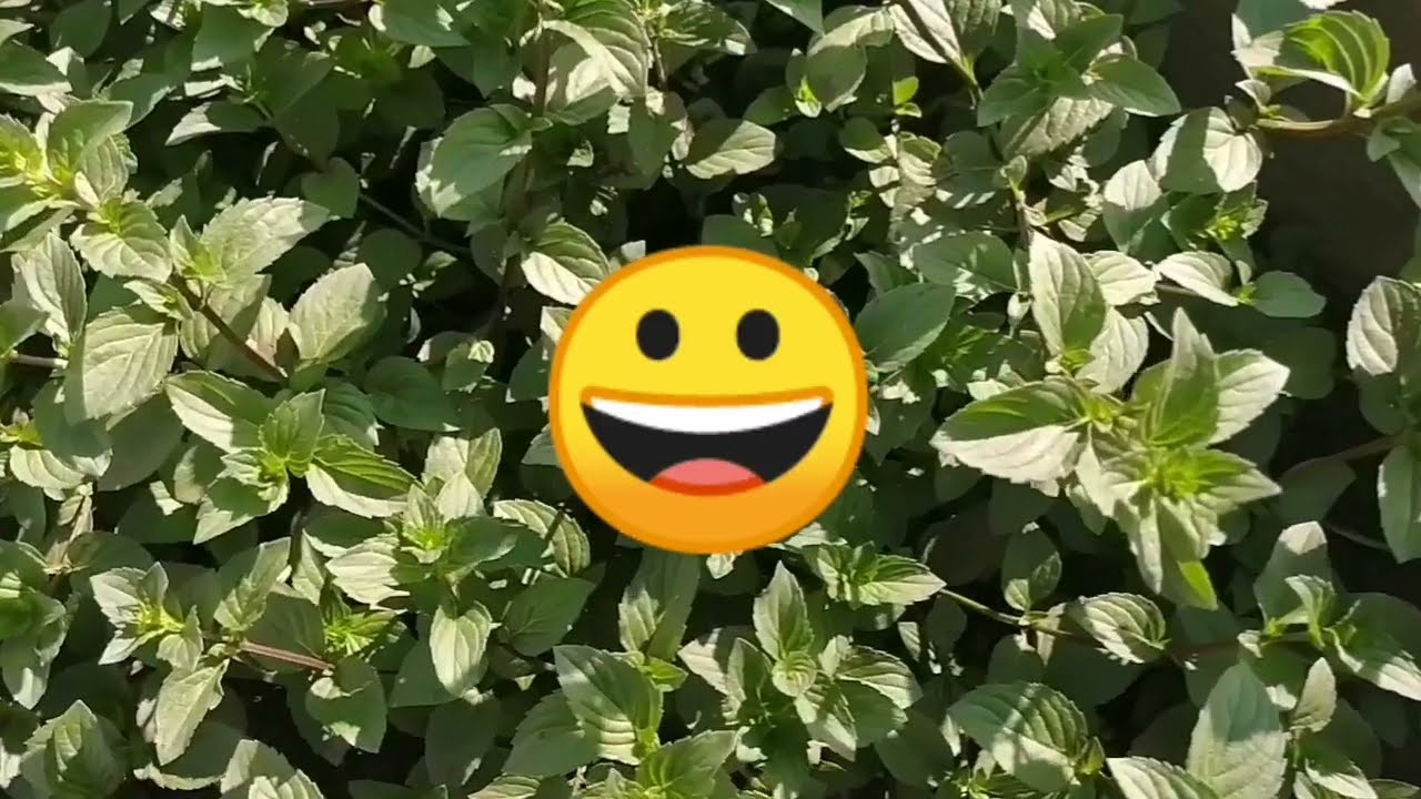 МЯТА - сказка!