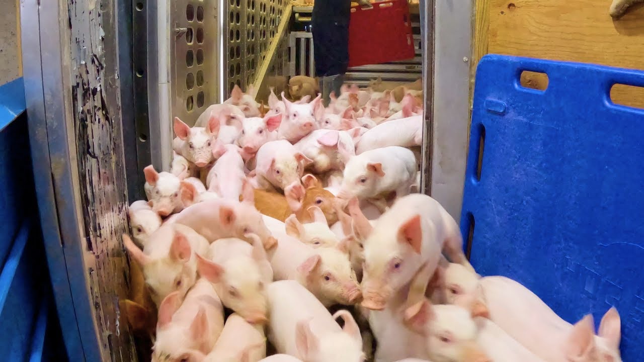 Unloading 2,000 Baby Pigs in One Day