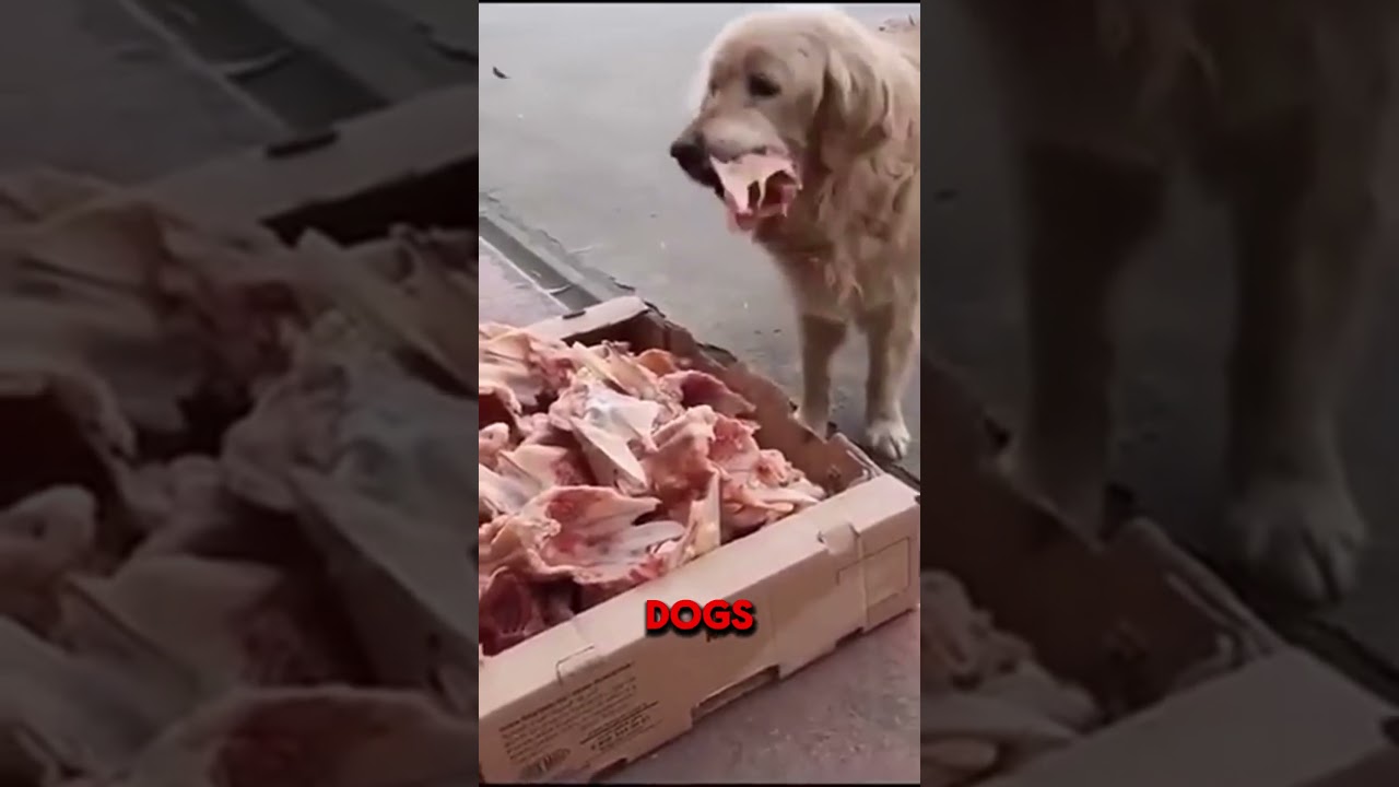 This butcher saves his scraps for the stray dogs.  #dog #dogs #dogshorts #dogshort #cute #cutdogs