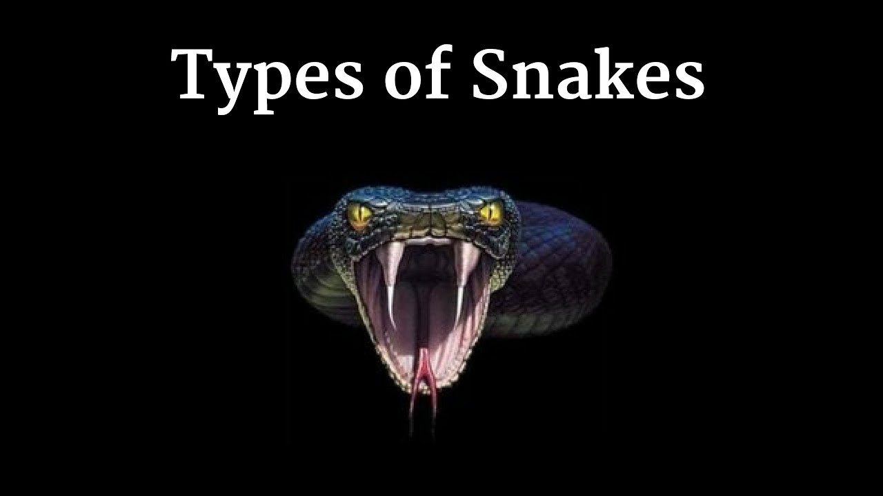 Most species of snakes  in the world