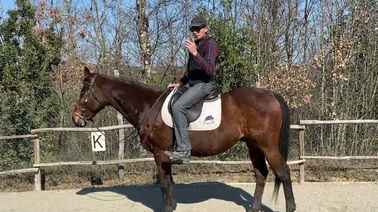 Come rendere un cavallo sereno nel galoppo
