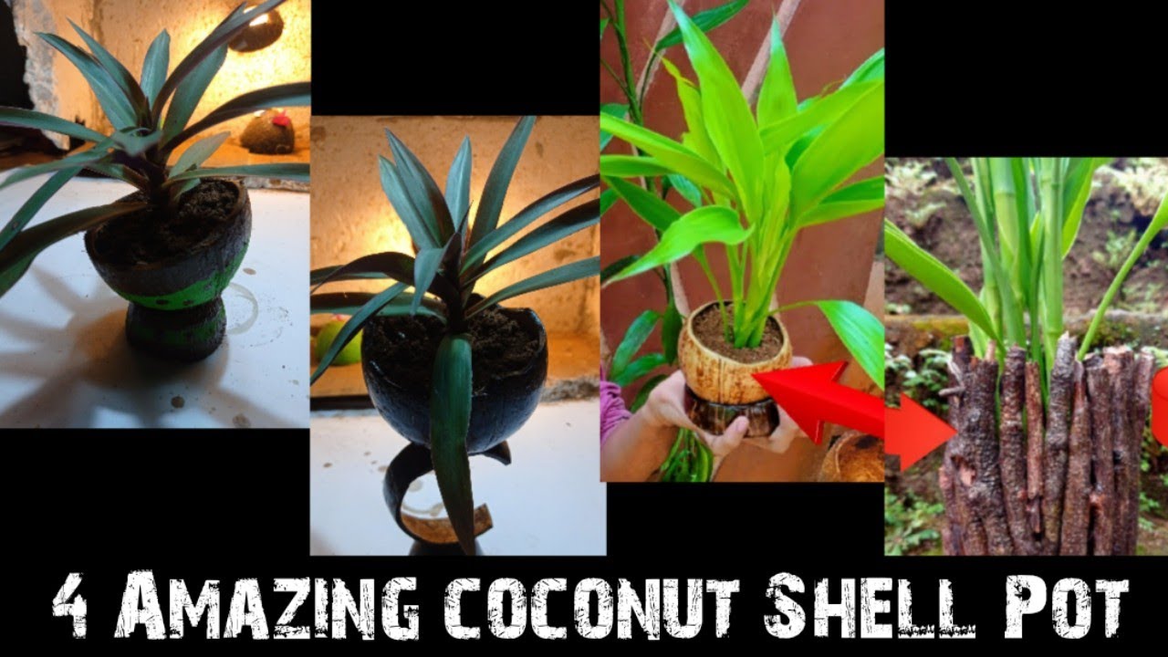 4 types of Amazing coconut shell pot | coconut shell craft ideas |coconut shell pot | DIY | craft