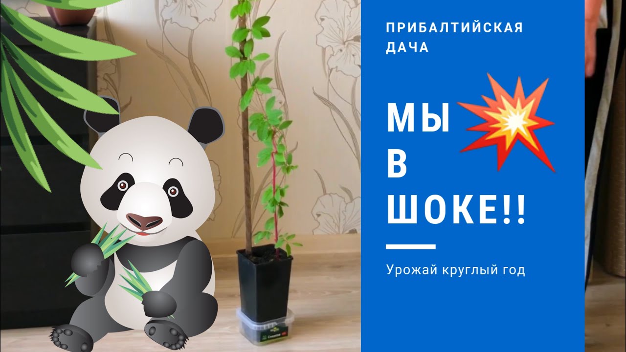 Кобея или Чудо БОБ!