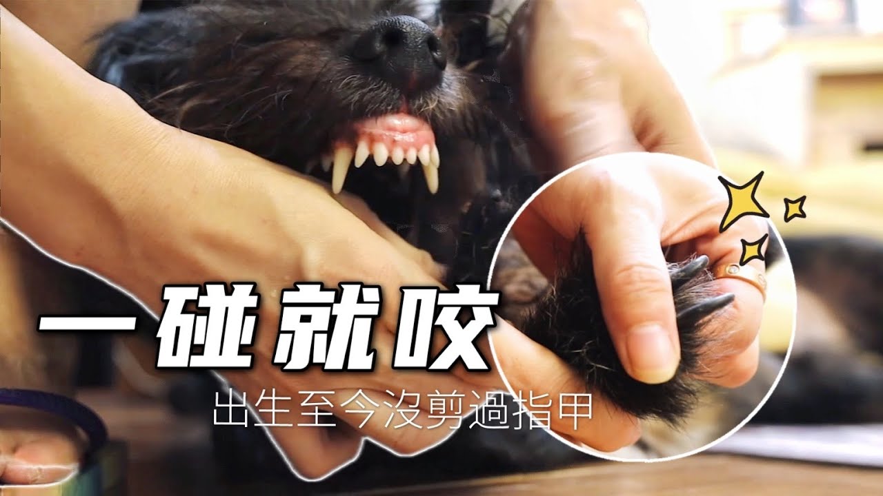 狗狗因性格敏感出生至今沒剪過指甲，主人無奈求助寵物美容師｜李喜貓