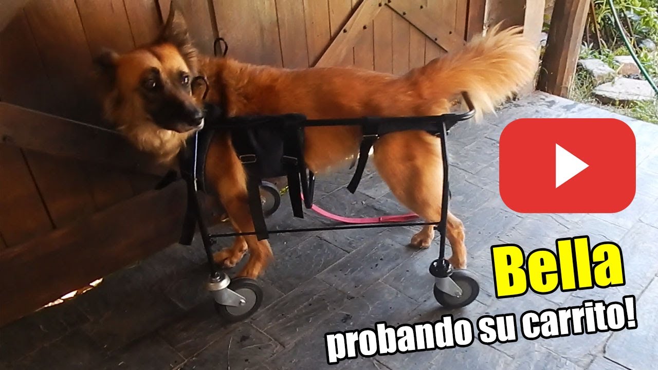 Carritos para perros Run Again. Bella (Secuelas de moquillo) viene a probar su carrito de 4 ruedas.