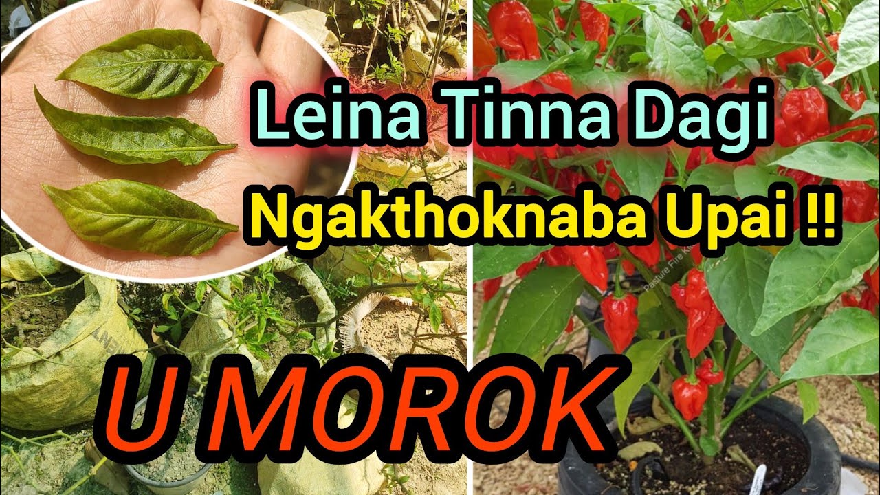 U Morok Har Happa, Leina Tinna Dagi Ngakthoknaba Upai!!||Home Gardening||Manipuri
