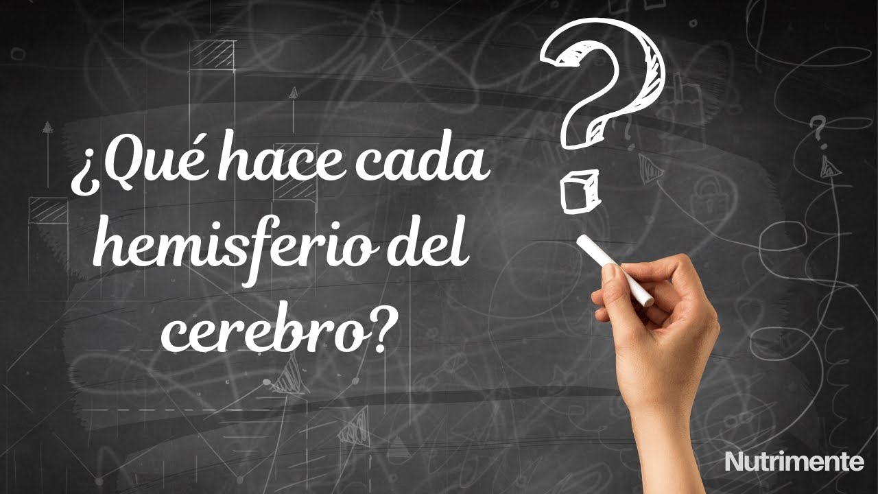 Los Hemisferios del Cerebro 🧠 : Cómo se dividen sus funciones