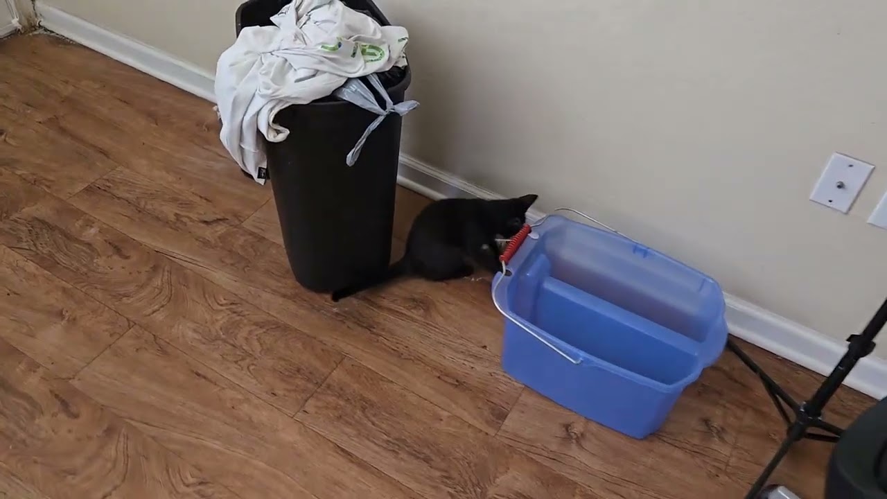 Lucky vs Ibis feather 🪶 🐈&zwj;⬛