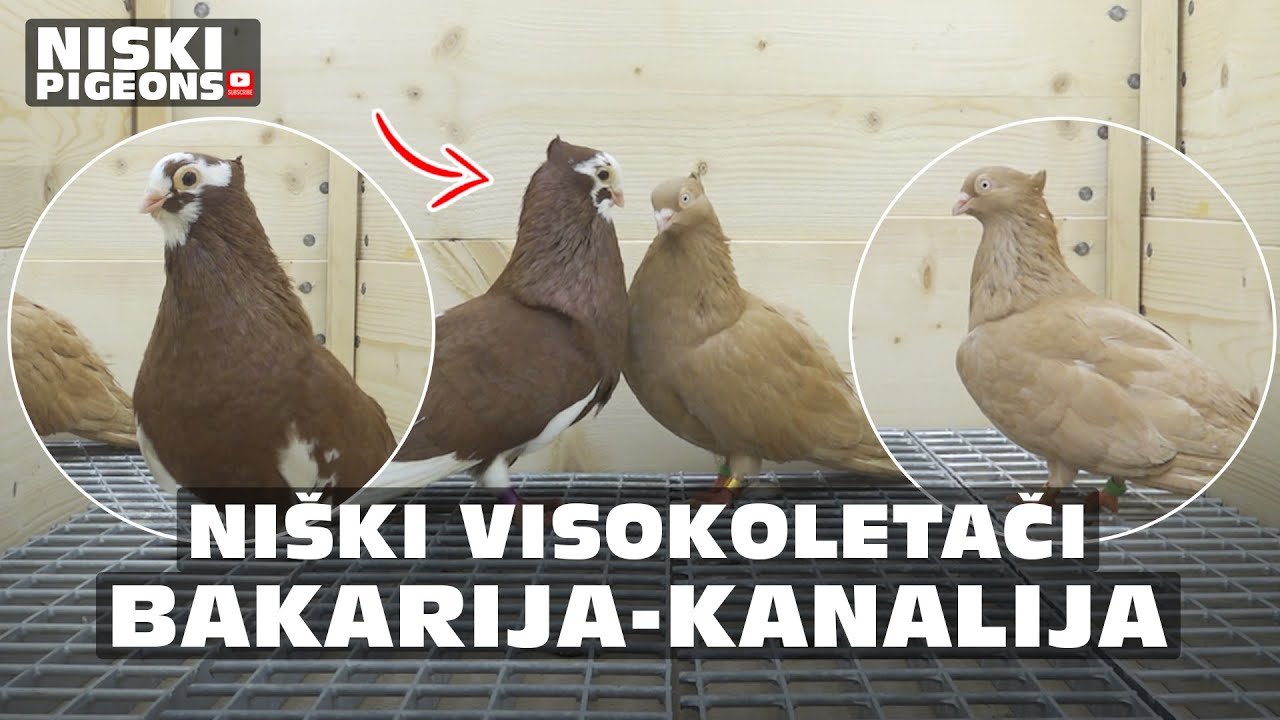 Niski Visokoletaci - Most Interesting Pair of the Year