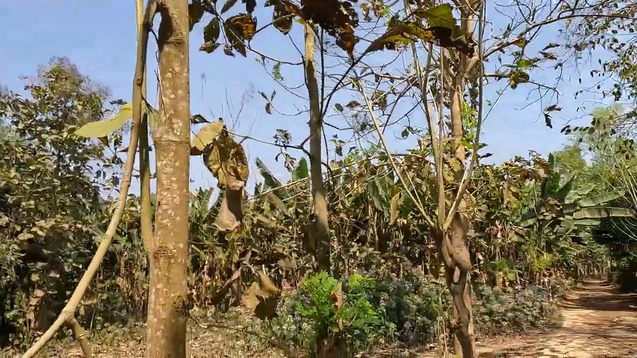 Modhupur National Park. 4K Version.