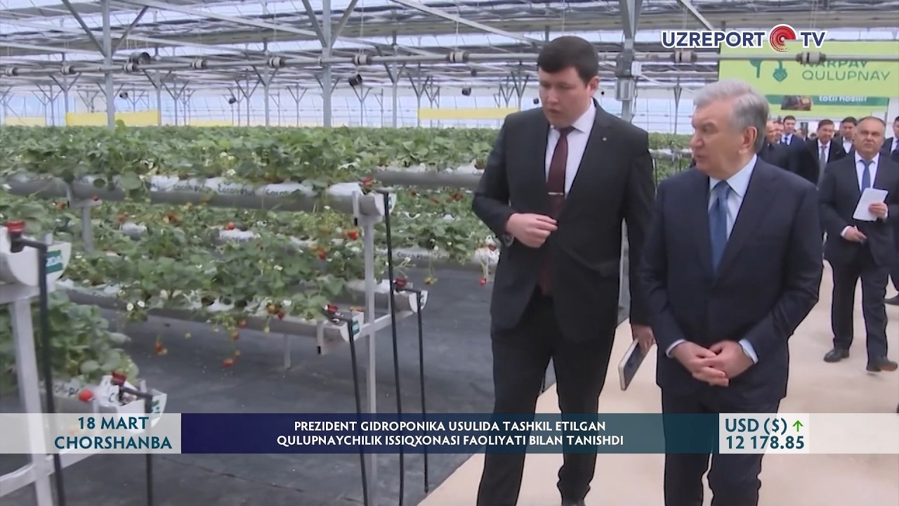 Prezident gidroponika usulida tashkil etilgan qulupnaychilik issiqxonasi faoliyati bilan tanishdi