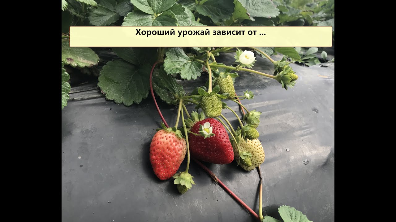 КЛУБНИКА В БАЛАГАНЕ. ЧТО НУЖНО ДЕЛАТЬ ДЛЯ ХОРОШЕГО УРОЖАЯ?