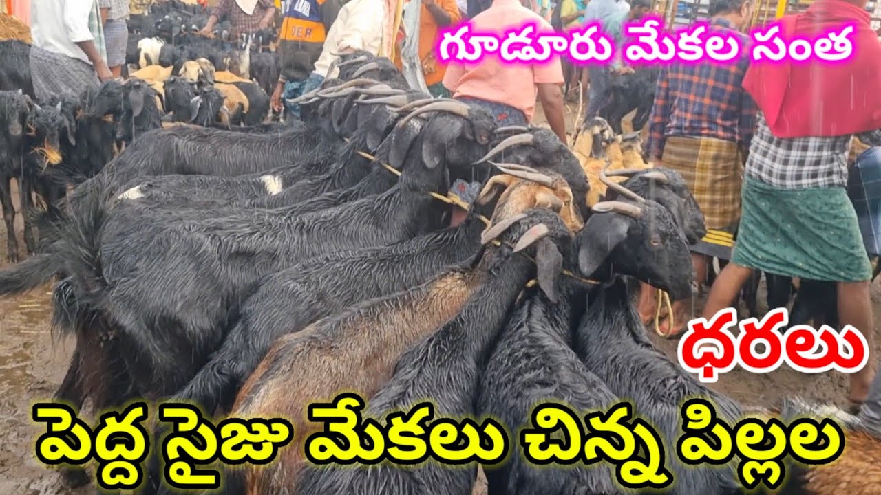 గూడూరు సంత లో పెద్ద మేకలు 21 11 2025 Gudur sheep market Today  Goat
