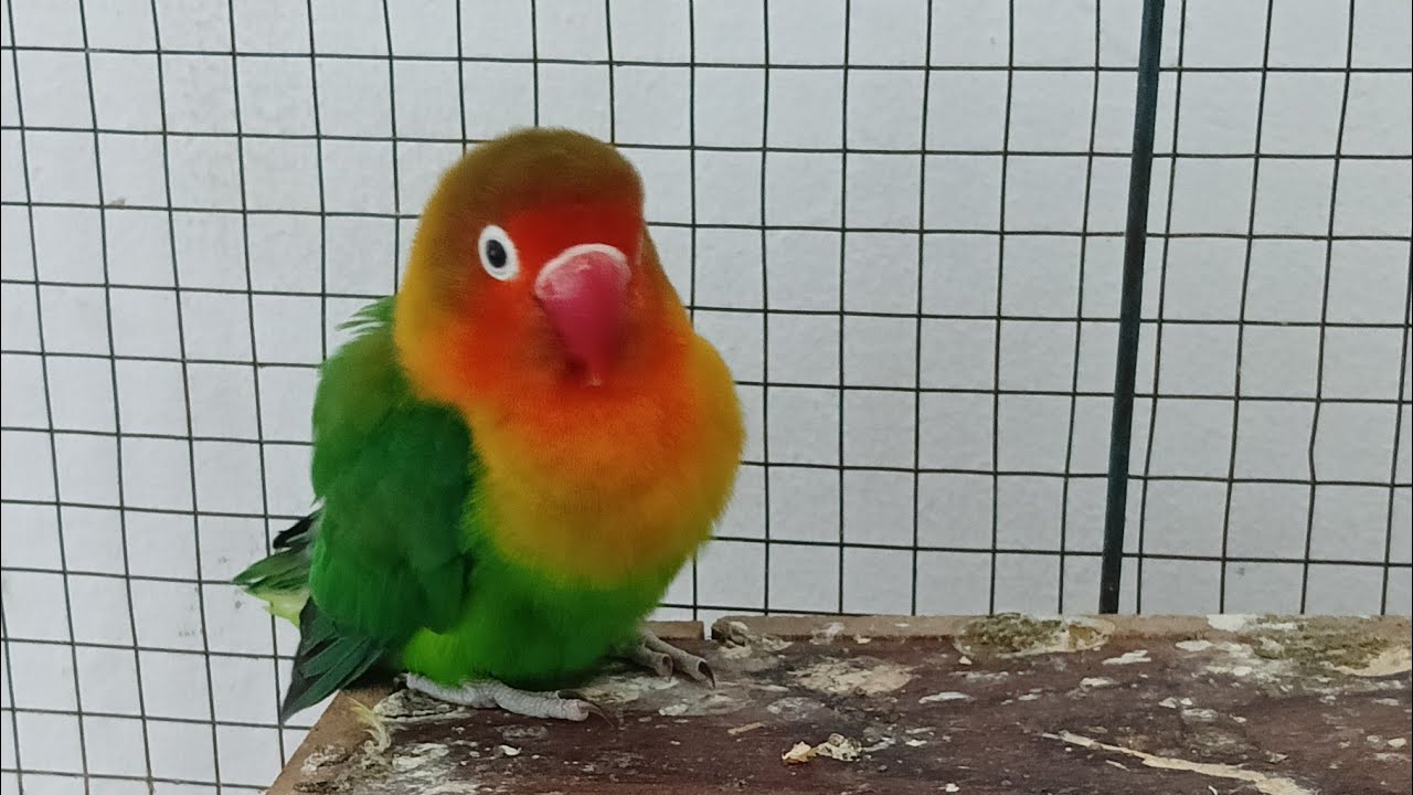 Master Lovebird Ngekek Panjang @unslbfklaten