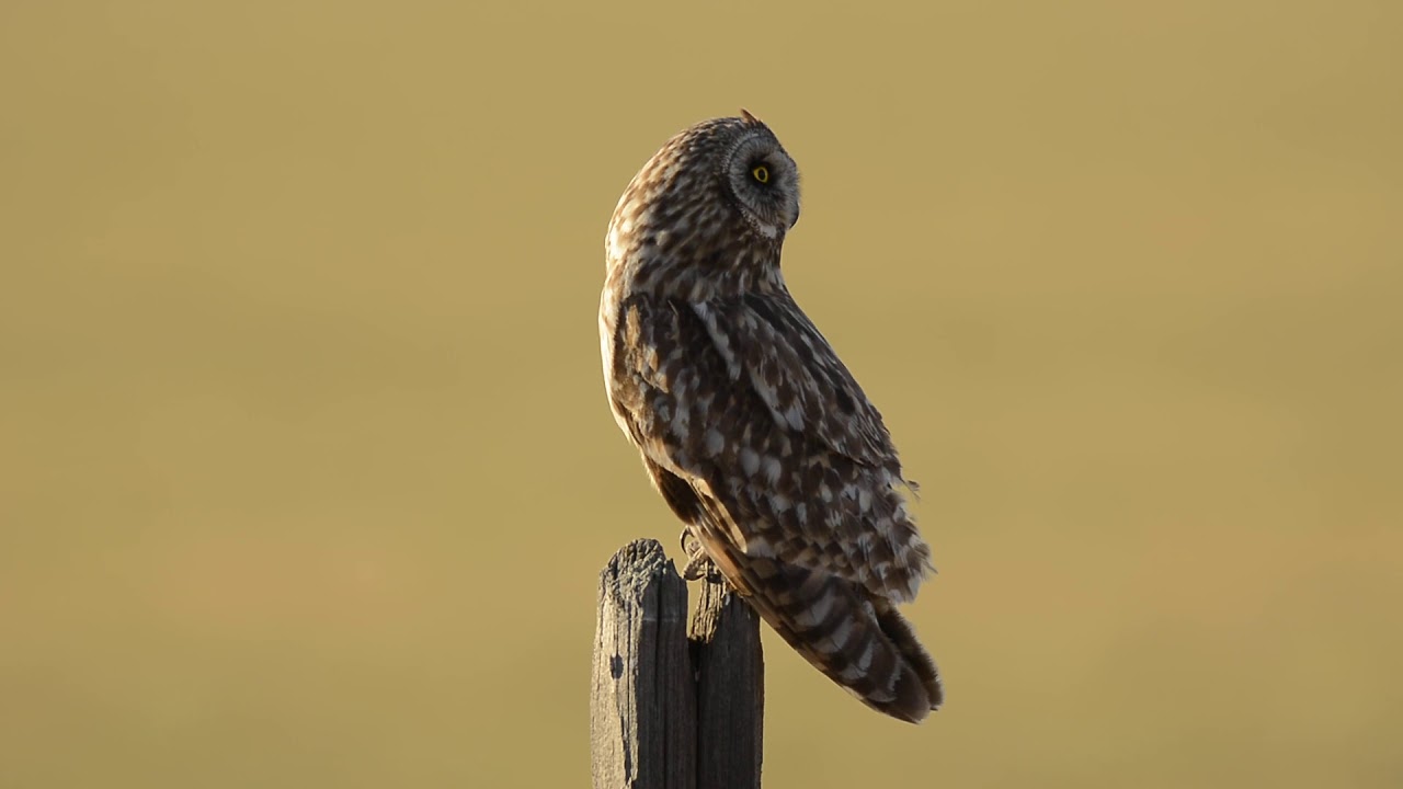 Short-eared owl calling.
