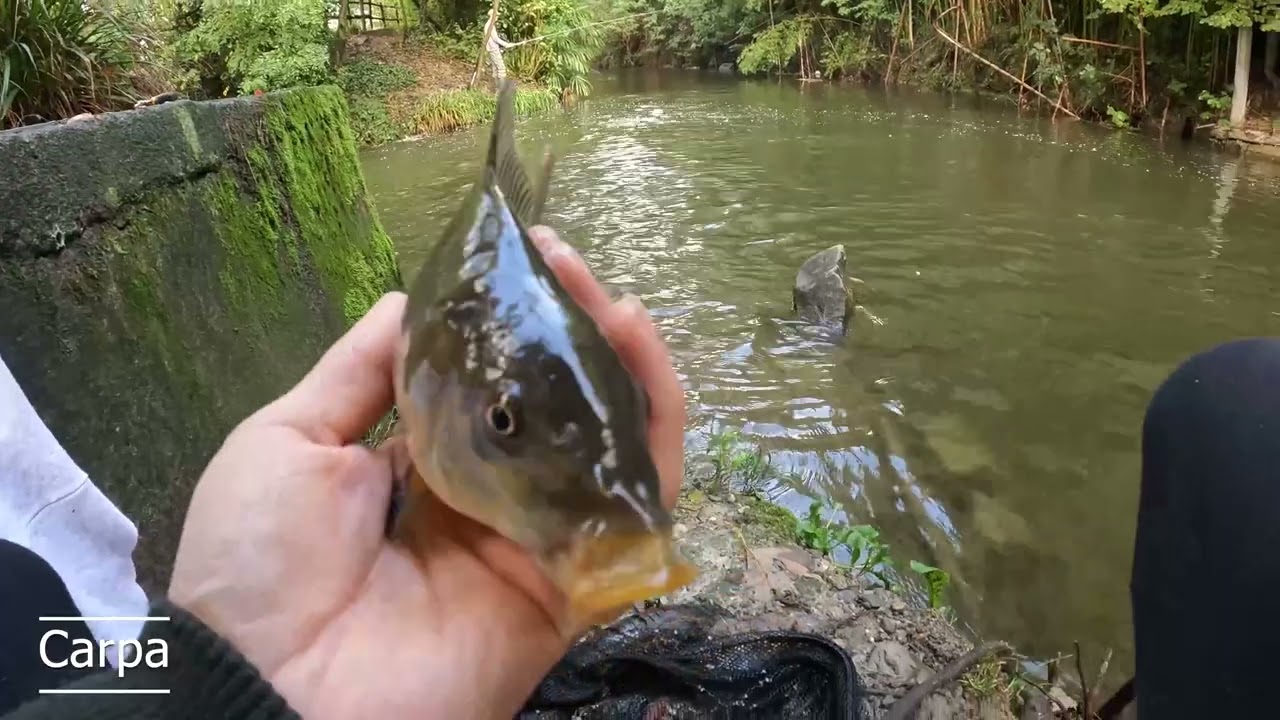 Pesca sul Lambro - carassi + carpa