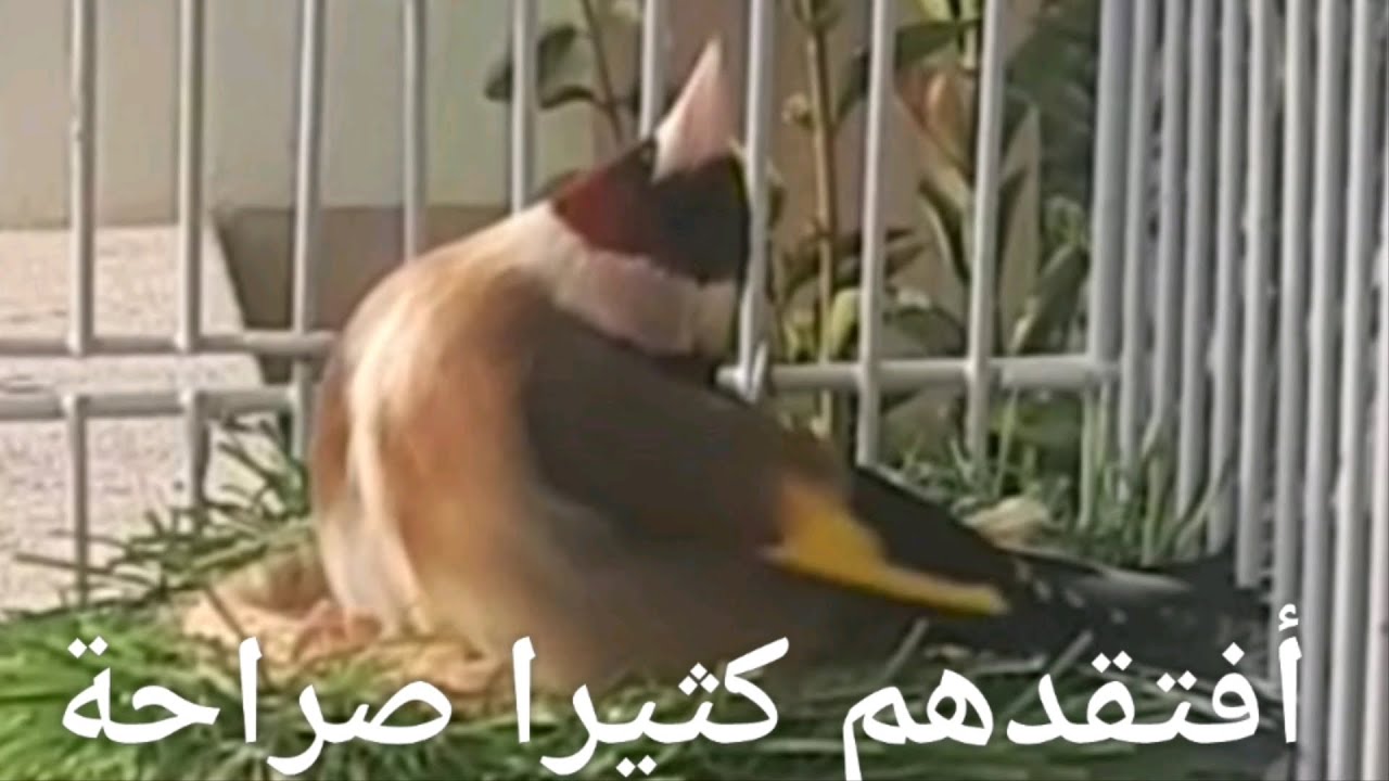 مقطع لأقوى ذكر حسون ربيته مع أروع أنثى ربيتها في حياتي