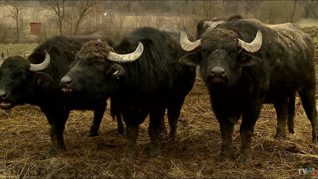 Viaţa satului: ediţia din 7 iulie 2024 (@TVR1)