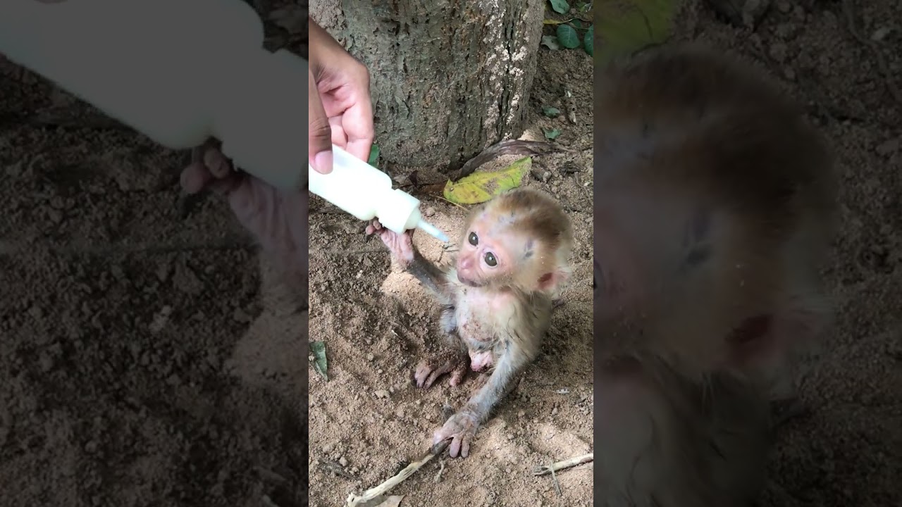 The pitiful baby monkey lost its mother #shorts
