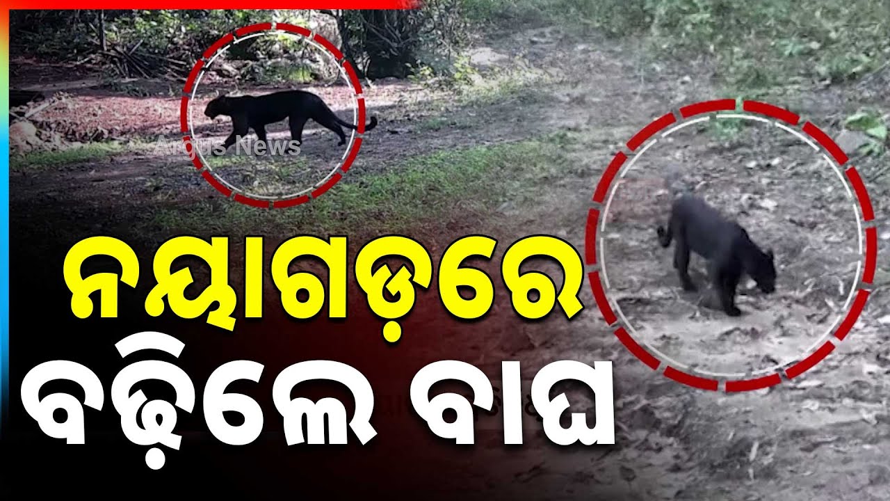 ନୟାଗଡ଼ରେ ବଢ଼ିଲେ ବାଘ | Black tiger population on the rise in Nayagarh Forests