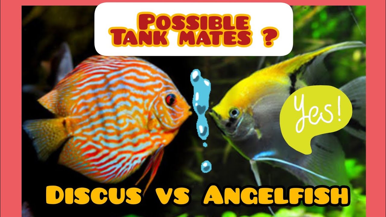 How to Keep Angelfish and Discus Together / Discus Compatibility Tank Mates