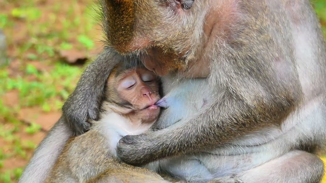 Most sweet big baby Jett b/reastfeeding by his mom Jinx, Lovely family