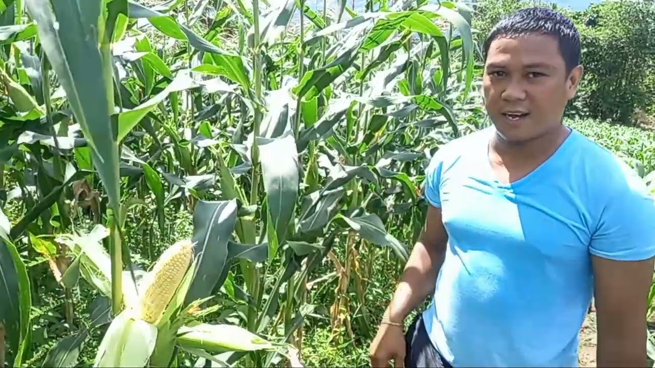 Walang Uod na Sweet Corn(Sweet Supreme).Anu ang chemical na Ginamit?