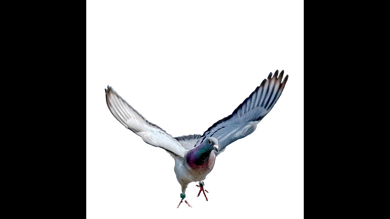 Understanding the science behind moulting in racing pigeons