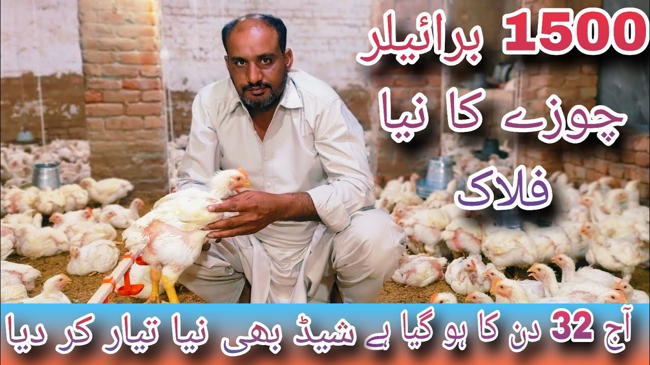 1500 broiler chicks new flock age 32 days | new shed for new flock | poultry talks | 