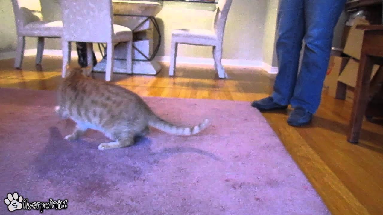 Cat vs Human - The Ultimate Battle of Wills
