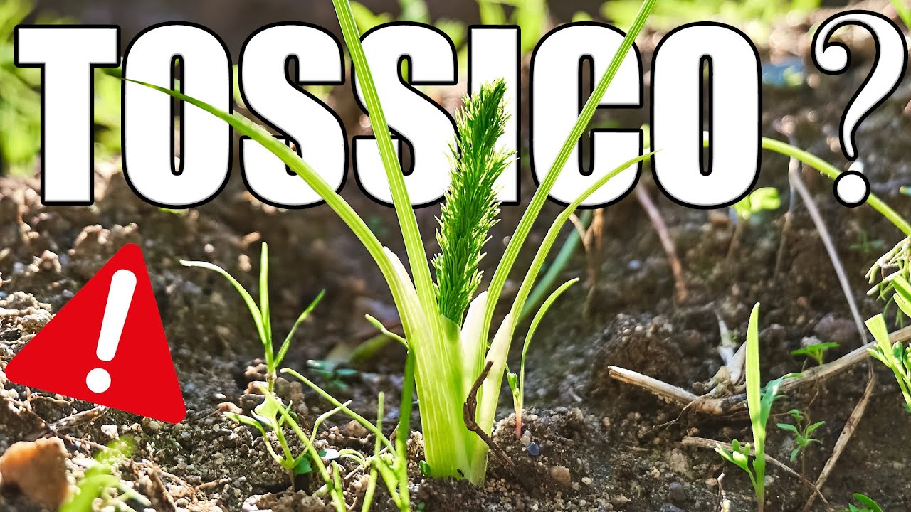 Conosci la Ferula? il Finocchiaccio