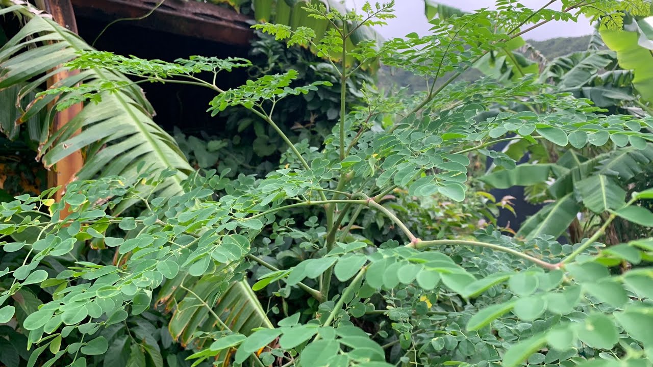 Growing MORINGA = Moringa Oleifera = Drumstick/Horseradish Tree