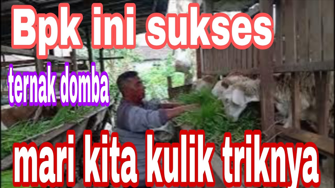 KAMBING JAWA RANDU MAKAN RUMPUT ATU ODOT