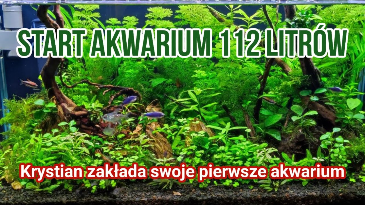 Zakłada Pierwsze Akwarium - Jak mu Pójdzie? | Start Akwarium 112 Litrów Krystiana