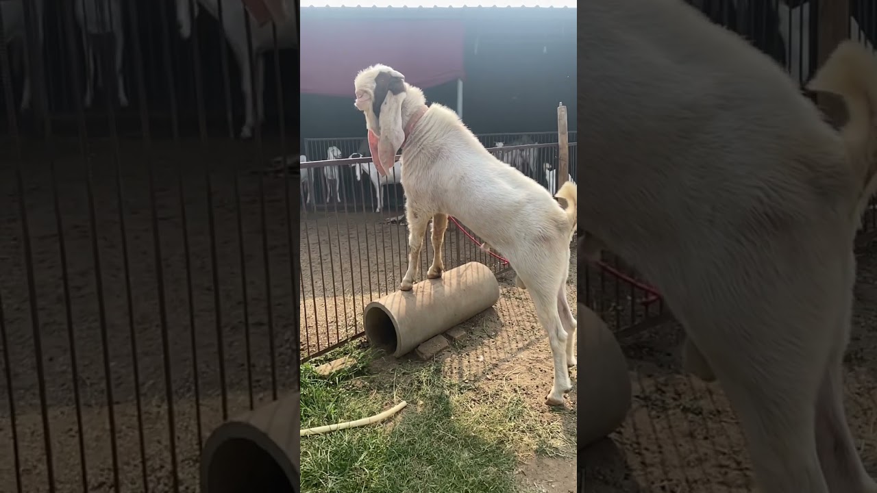 Hiped Goat #goat #jamunaparigoat #goatfarming #animals #goatfarminindia #goatfarmingbusiness #cow