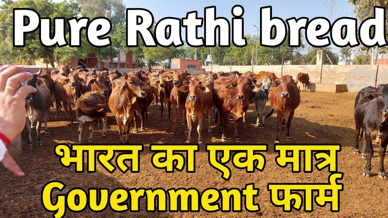पशुधन अनुसंधान केन्द्र, नोहर राठी देशी गौवंश सरंक्षण एवं संवर्द्धन भारत का एक मात्र केंद्र राठी गाय