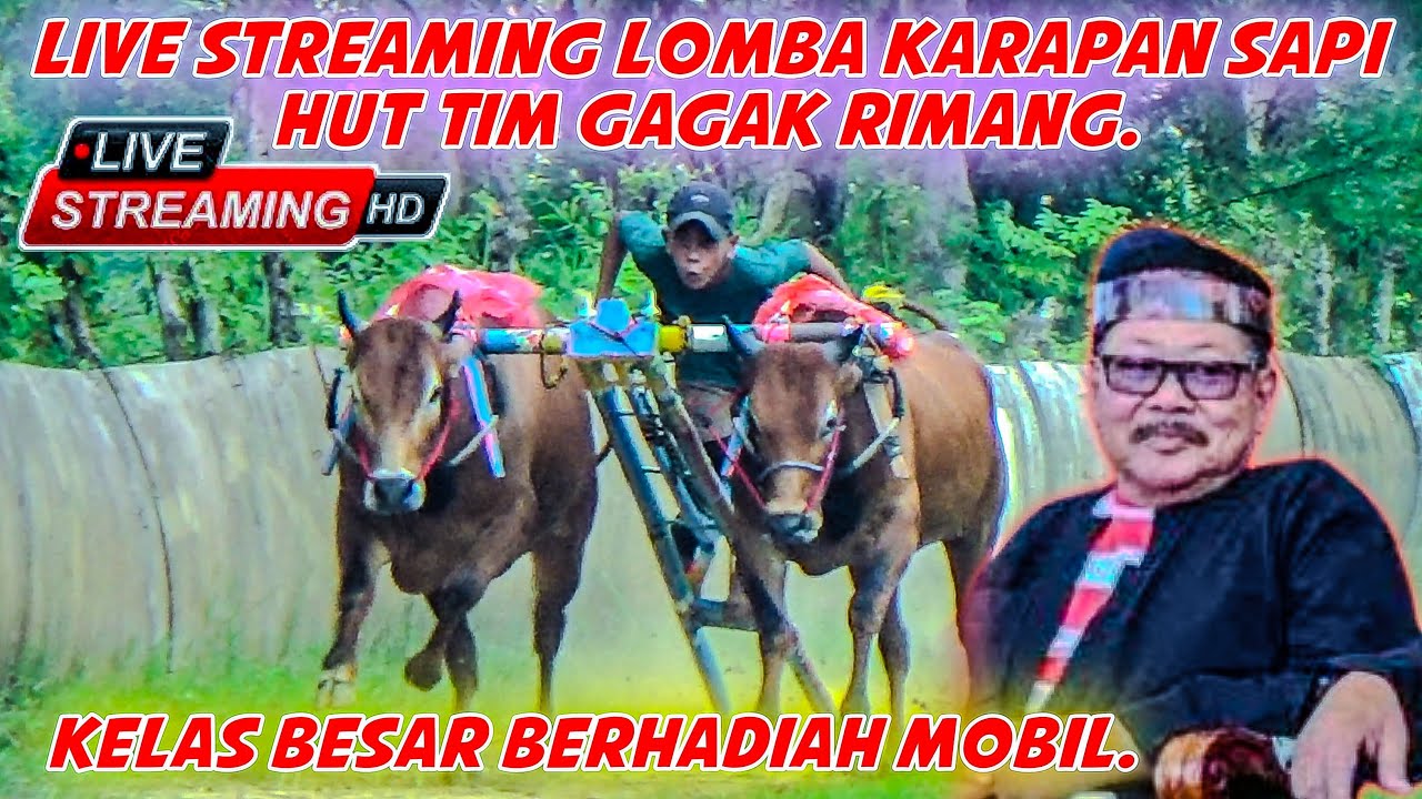 Live Streaming Lomba Karapan Sapi HUT Tim Gagak Rimang Kelas Besar di lap Sangre Agung Bangkalan