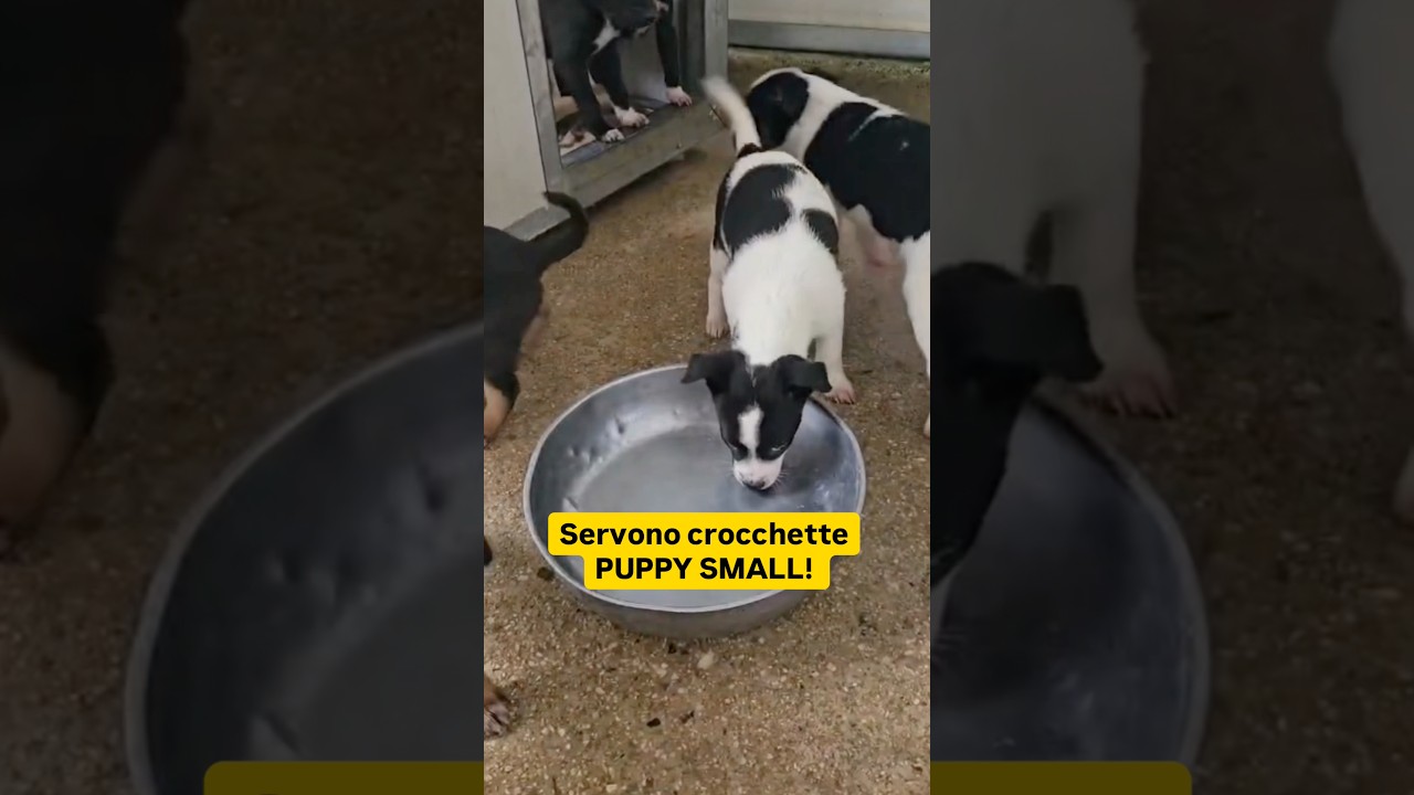 🚨 EMERGENZA CIBO CUCCIOLI ‼️🚨 | Cuore di Cane Odv #shorts #rescuedogs #sos #help #share #love