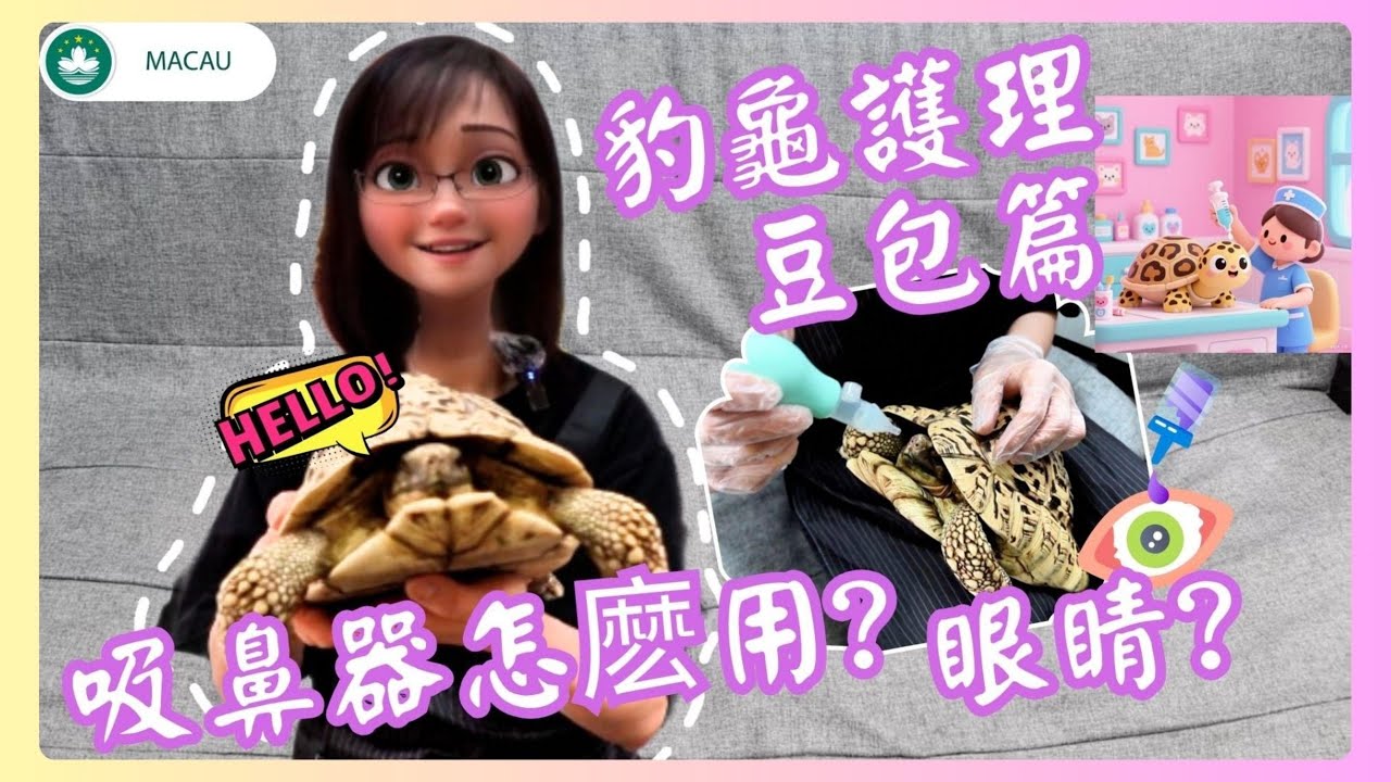 🐢│豹紋陸龜│日常簡單護理 – 豆包篇│吸鼻器怎麽用?眼藥膏怎麽塗?護理用具和手法分享！