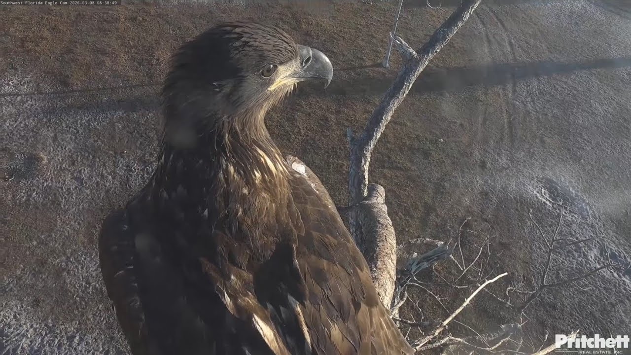 SWFL EAGLE CAM 2026.3.8 E26 is continuing to practise flying with great enthusiasm.