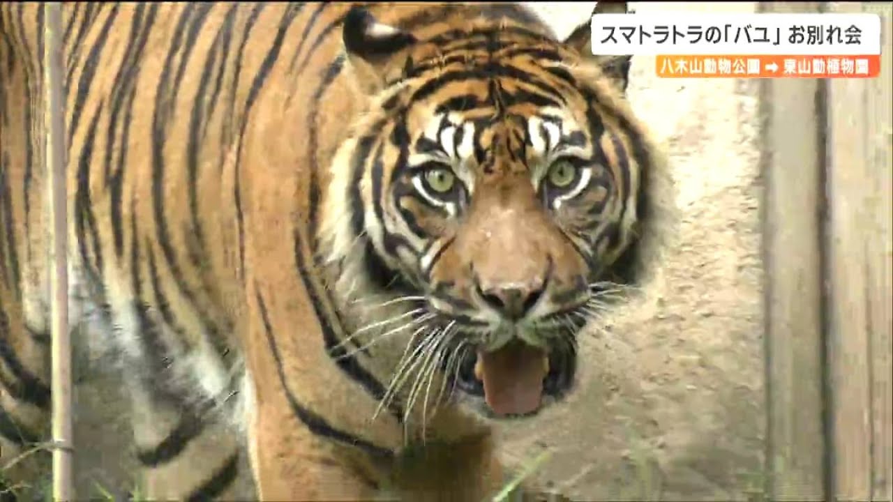 絶滅危惧種スマトラトラ「バユ」お別れ会で“特別なごちそう”普段は馬肉のところを…　仙台から名古屋へ引っ越し
