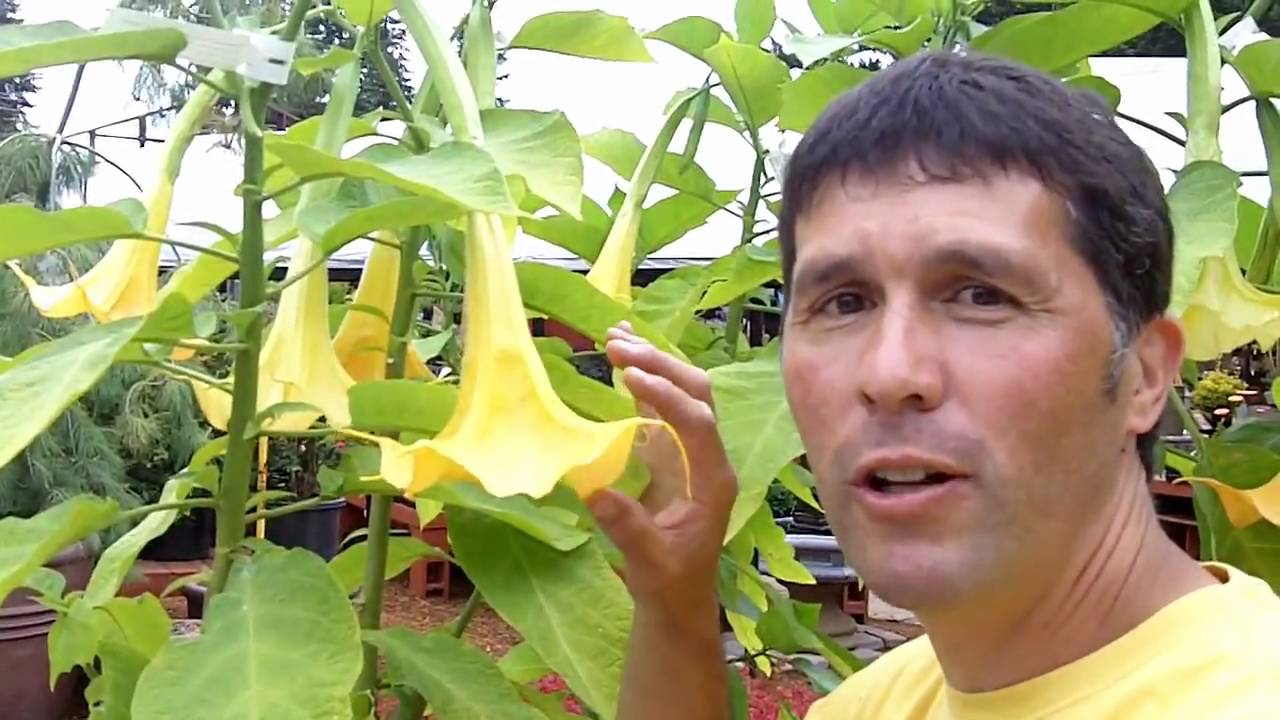 Big, Bold and Fragrant!