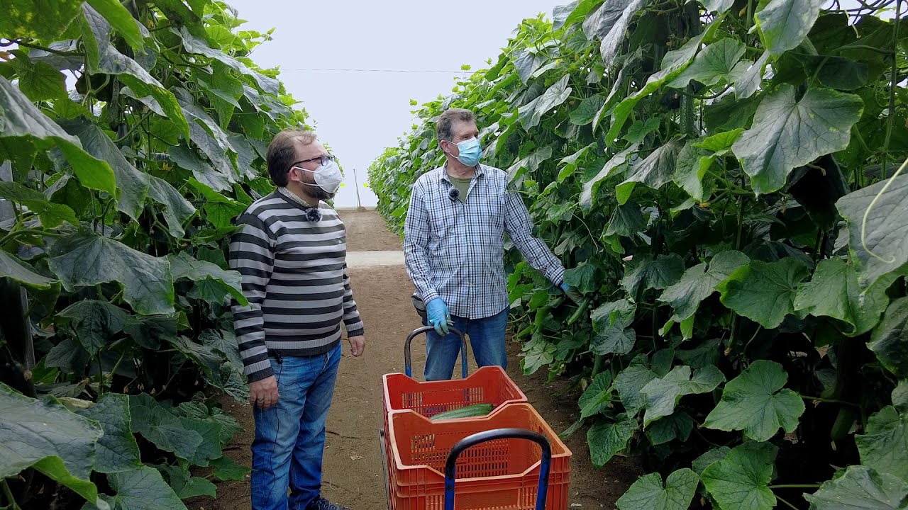 Randall es el pepino vikingo de Syngenta para el invierno