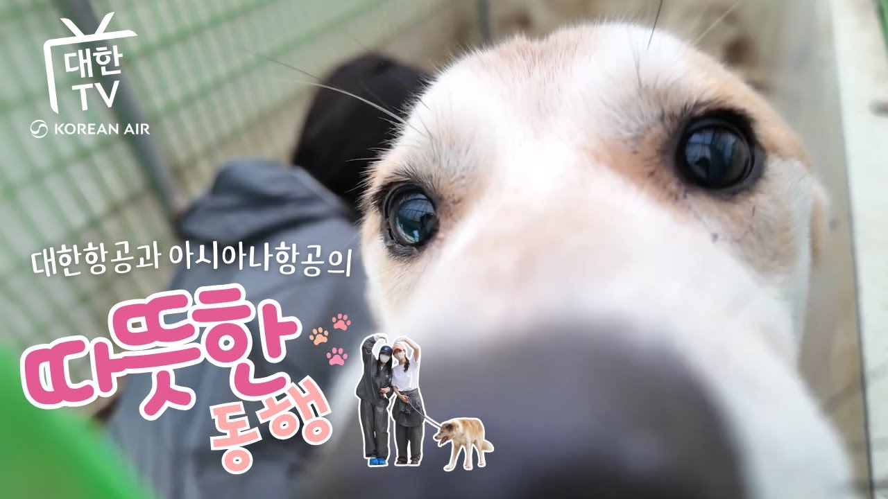 [EP65] 따뜻한 동행 : KE·OZ 합동 유기견 봉사 (ENG)