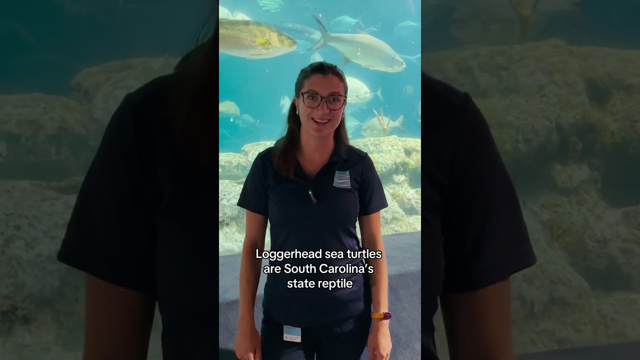 You betta get to know Caretta, our loggerhead sea turtle! 🐢
