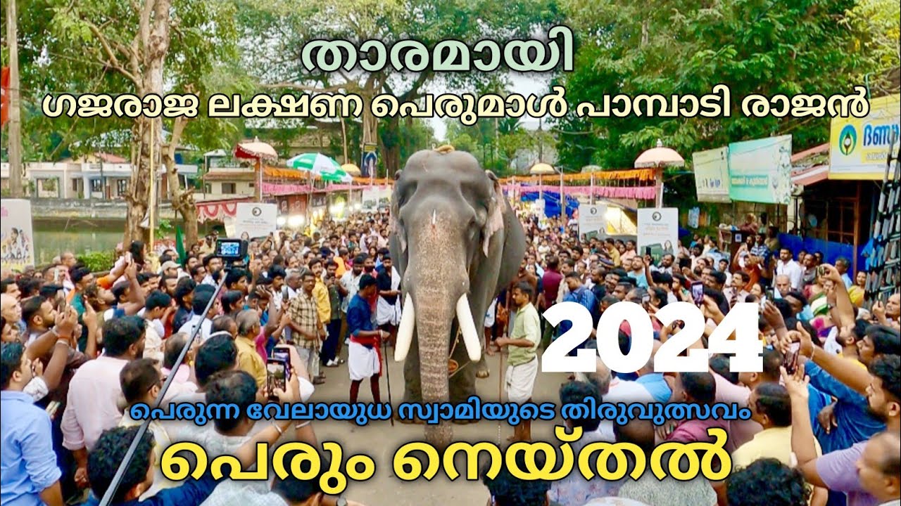 പാമ്പാടി രാജൻ നായകനായ പെരുന്ന പകൽപ്പൂരം | Perunna Sree Subrahmanya Swami Temple Pakal Pooram 2024