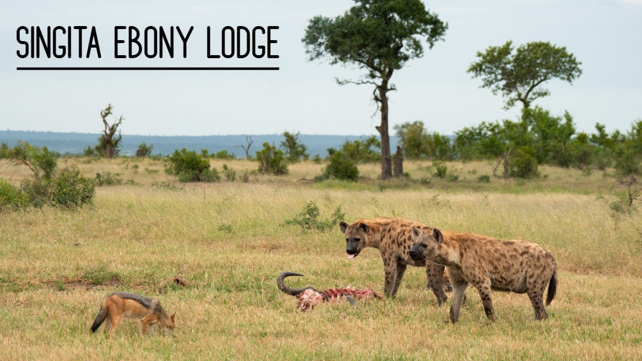 Singita Ebony Lodge highlights - Sabi Sands