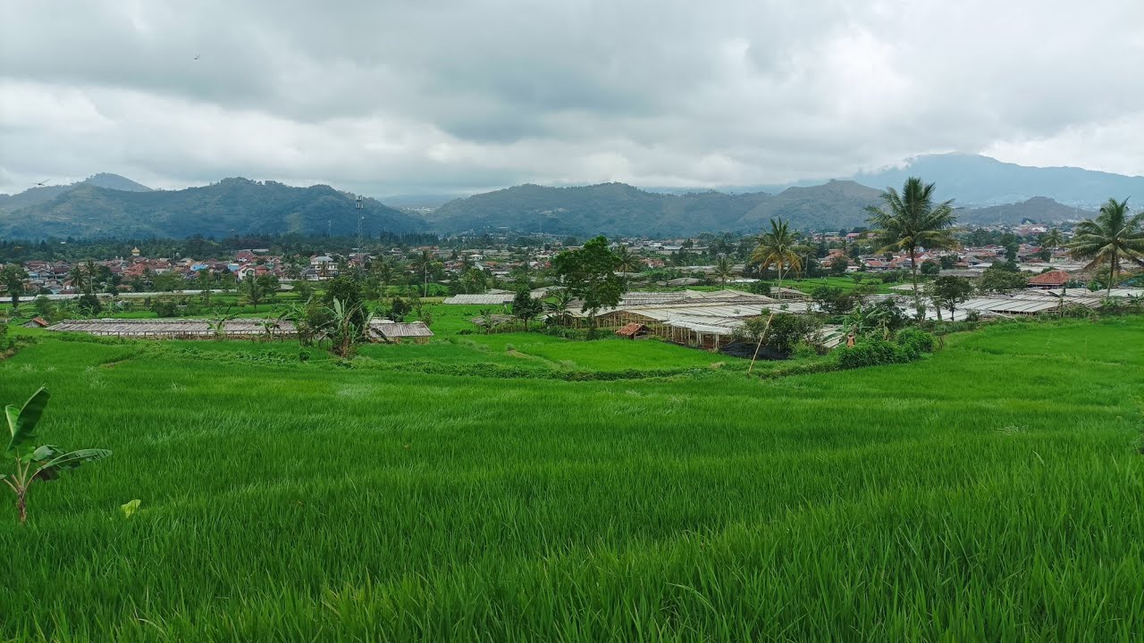 Ternyata duit semua. ini cerita petani kampung bunga potong cianjur