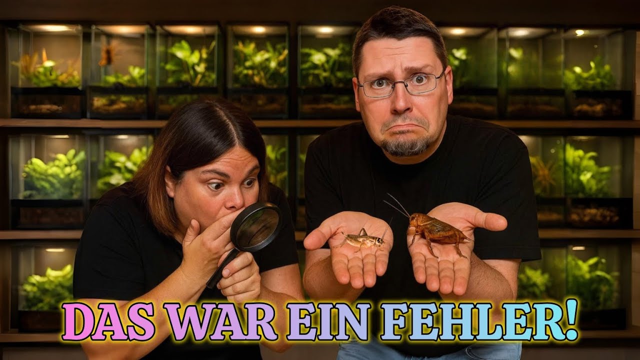 EIGENE ZUCHT, TROTZDEM HEIMCHEN & STEPPENGRILLEN GEKAUFT! (Futtertiere Haltung)