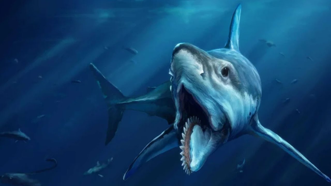 L'Âge D'Or Des Requins